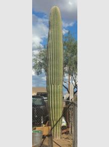 Saguaro for Sale